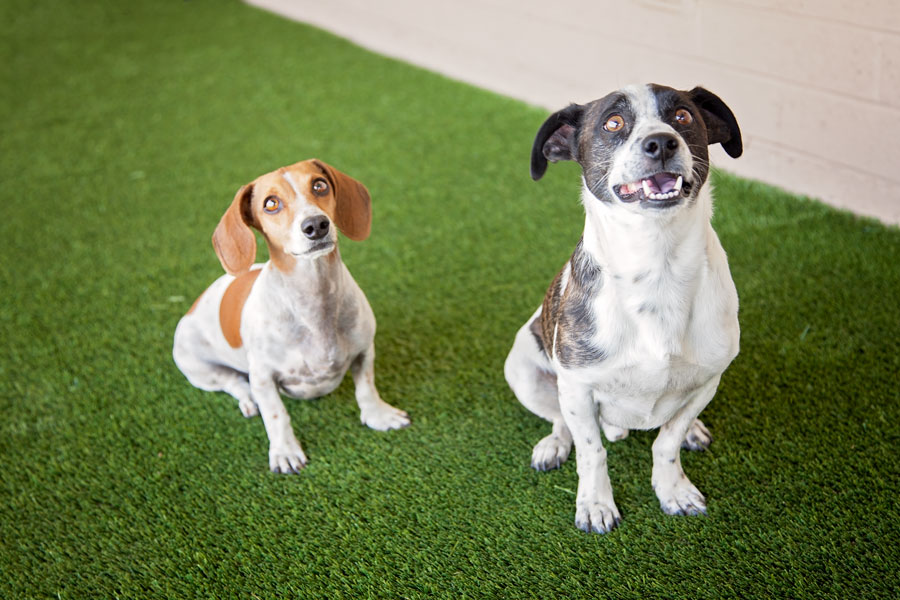 What's the best flooring for dogs? We've gathered the top 5 dog friendly flooring options to help keep your pet safe and your home stylish.
