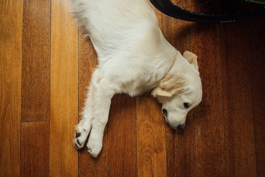 This ultimate Pet-Friendly Flooring Buying Guide will help you find a floor that is both comfortable for pets and resilient to their paws, claws and hooves – while still adding style to your space.