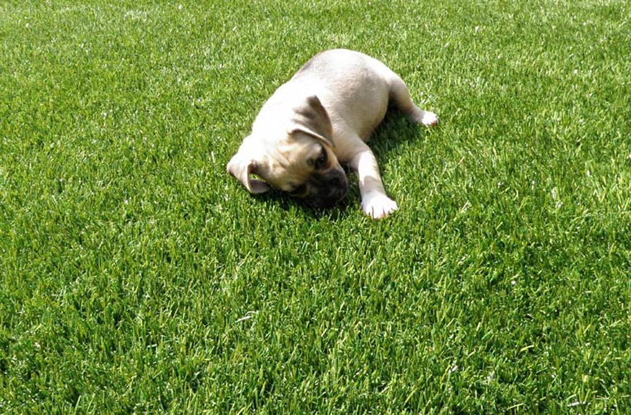 Puppy sleeping on artificial grass turf