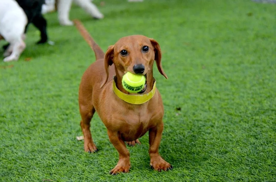 Pet Turf Buying Guide: 10+ Things You Need to Know
