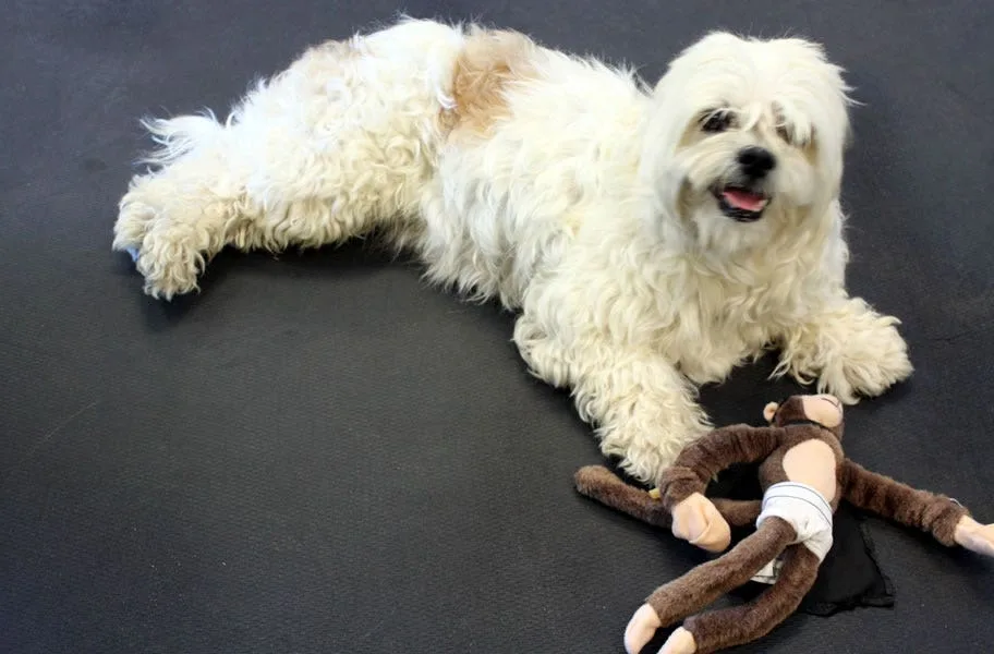 Rubber Kennel Flooring