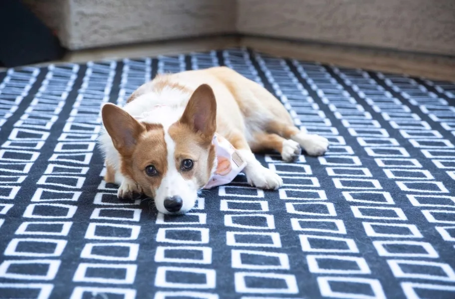 a dog on waterproof carpet