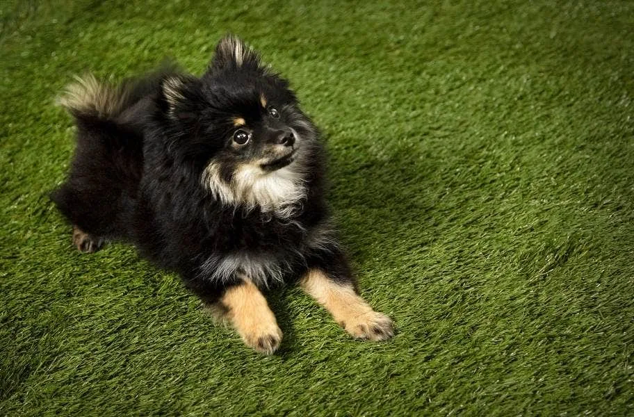 Pet Safe Turf Rolls