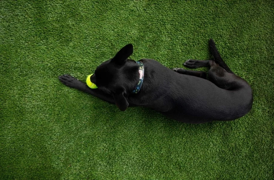 Artificial Turf Myth 6: All Play Pet Turf Rolls