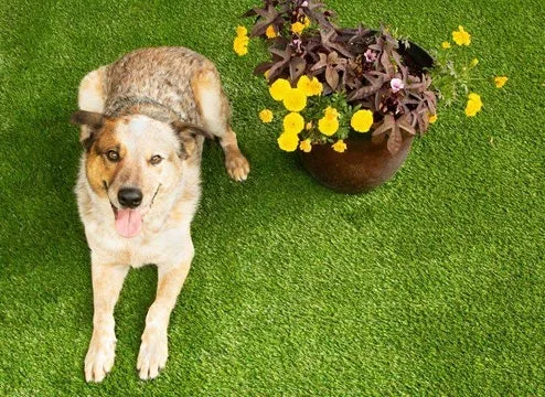 Pet-friendly artificial grass provides a durable, low-maintenance, and clean outdoor space for dogs, with a happy dog resting comfortably on the green synthetic lawn next to a planter.