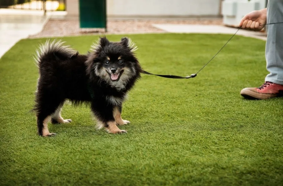 Pet Turf Rolls