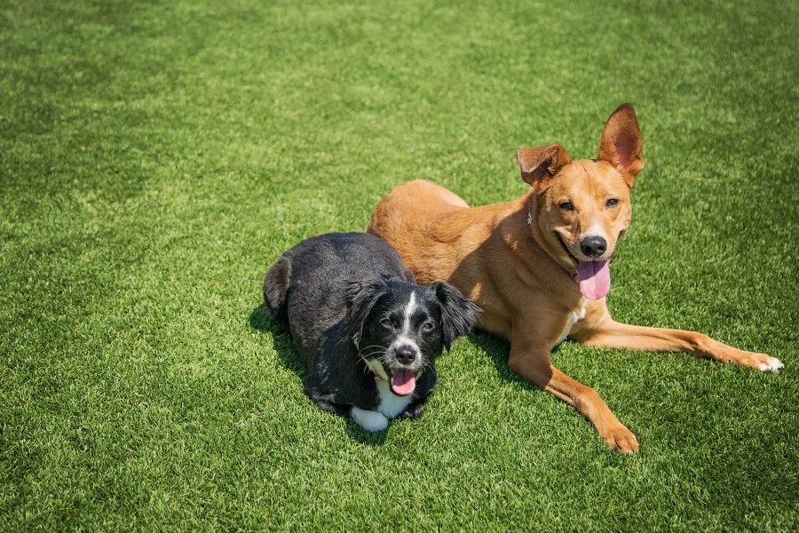 pet turf