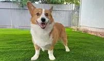 Pet Turf