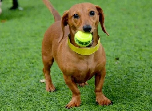 Pet-friendly artificial turf provides a durable and low-maintenance surface for a dog to play on, with a dachshund holding a tennis ball in its mouth on a green synthetic lawn.