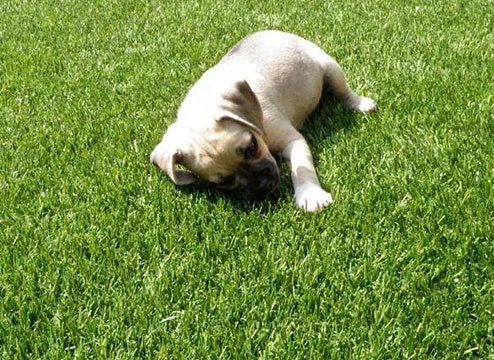 Dog-friendly artificial grass or pet turf provides a durable, low-maintenance, and comfortable surface for a puppy resting on a vibrant green synthetic lawn.