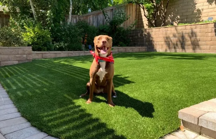 Pet-friendly artificial grass for dogs provides a lush, vibrant green, and durable surface, with a happy dog sitting in a sunny backyard with a retaining wall.