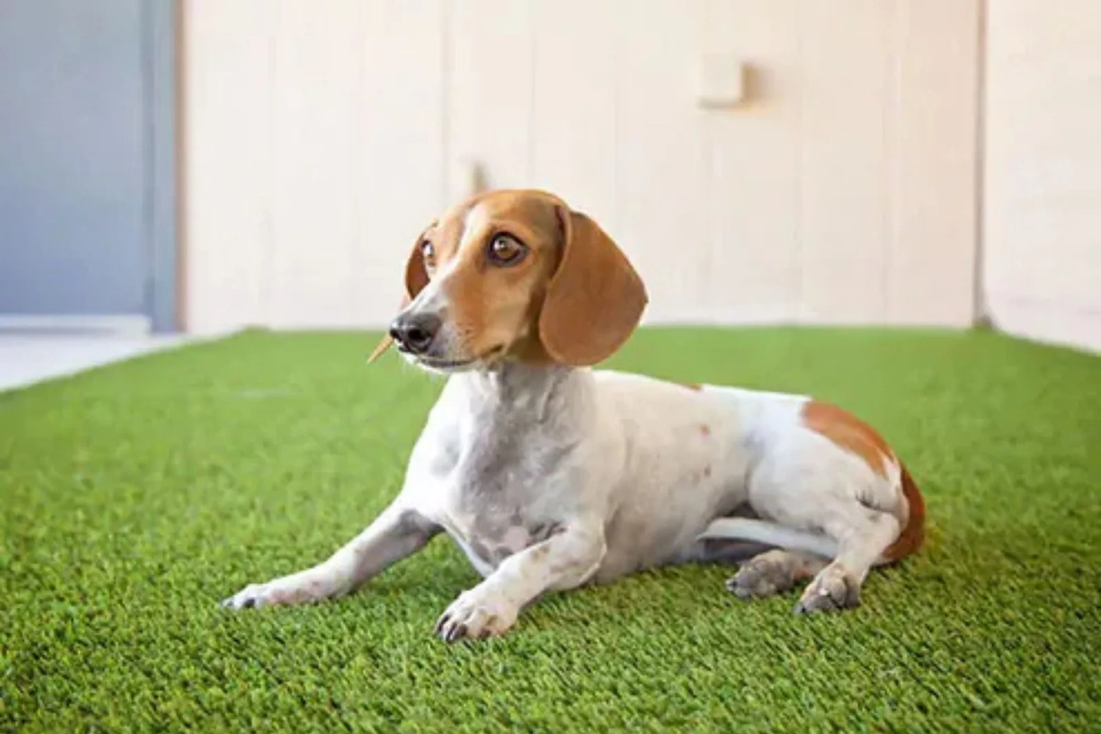 Pet-friendly artificial grass provides a durable, low-maintenance, and comfortable surface for dogs, with a beagle-dachshund mix resting on the lush green synthetic lawn.