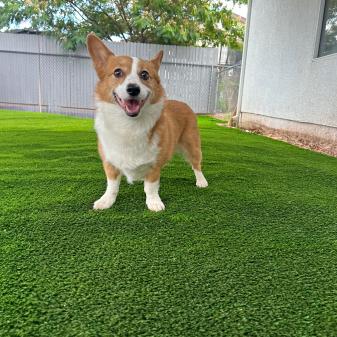 Pet Turf