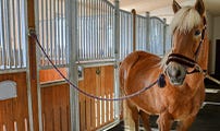 Horse Stall Mats Horse Stall Mats