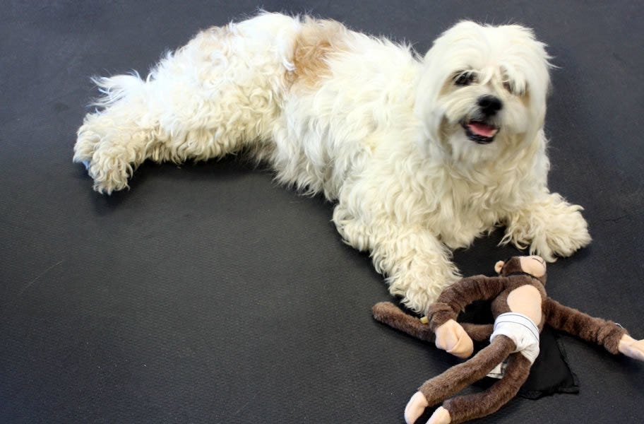 1 2 Diamond Top Dog Kennel Mat Kits Pet Flooring