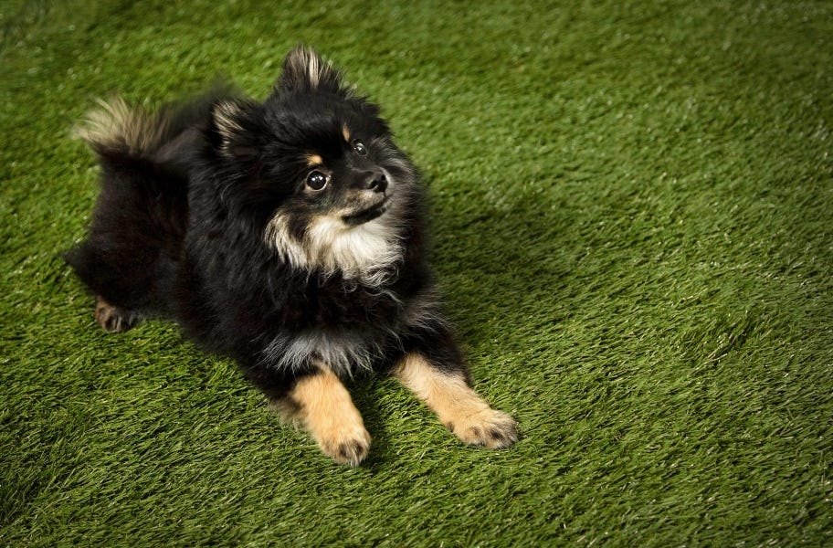 Bow Wow Turf Rolls with a dog