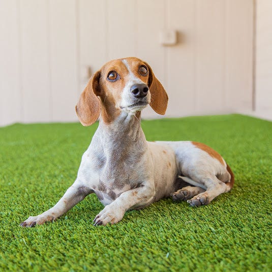 What's the best flooring for dogs? We've gathered the top 5 dog friendly flooring options to help keep your pet safe and your home stylish.