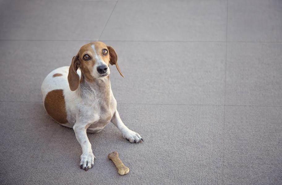 What's the best flooring for dogs? Carpet tiles are a no-no.