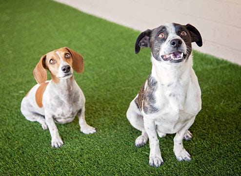 Pet Turf Rolls