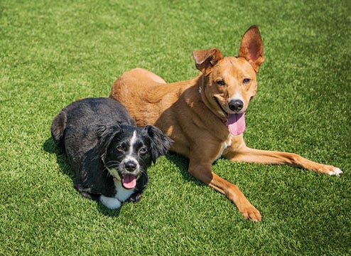 Pet Turf Rolls