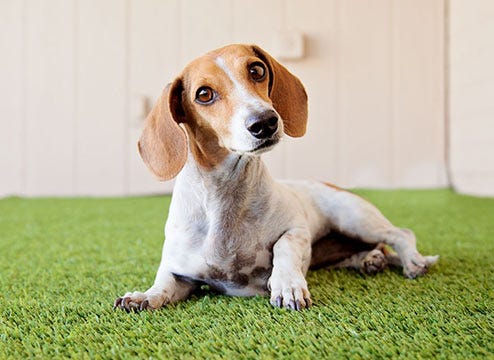 Pet Turf Rolls