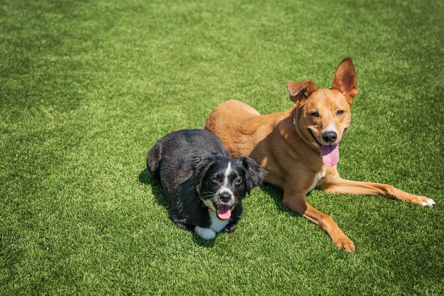 pet turf