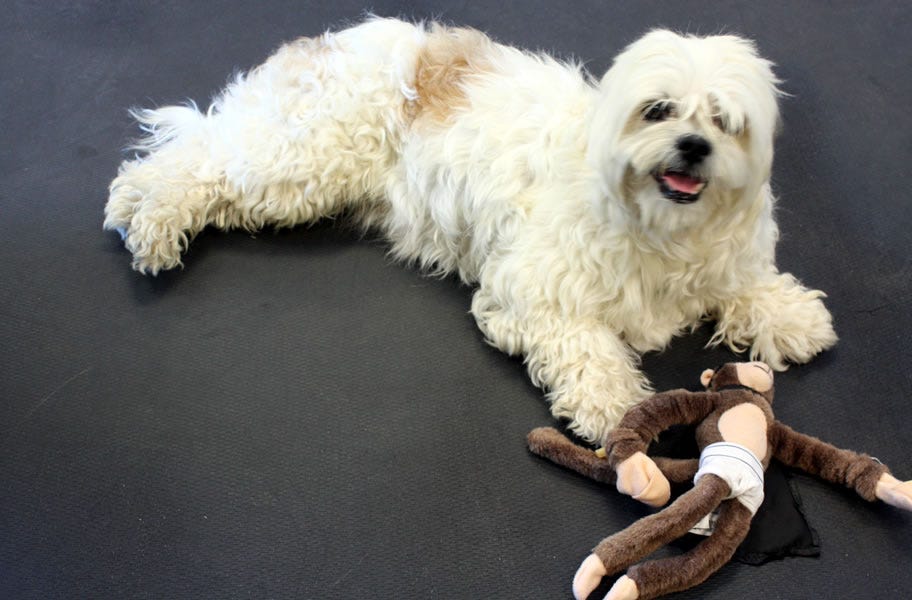 Rubber Kennel Flooring