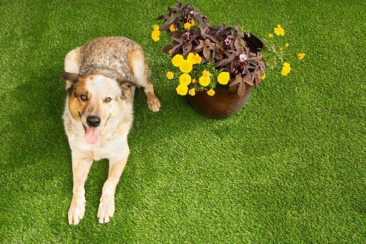 What's the Best Flooring for Dogs?
