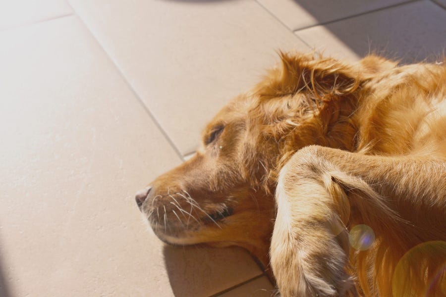 This ultimate Pet-Friendly Flooring Buying Guide will help you find a floor that is both comfortable for pets and resilient to their paws, claws and hooves – while still adding style to your space.