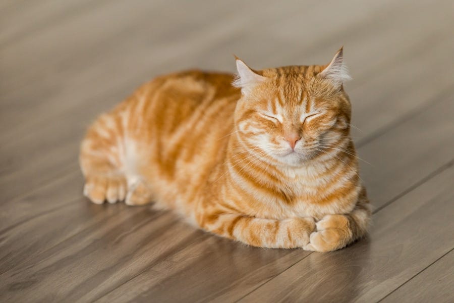 This ultimate Pet-Friendly Flooring Buying Guide will help you find a floor that is both comfortable for pets and resilient to their paws, claws and hooves – while still adding style to your space.