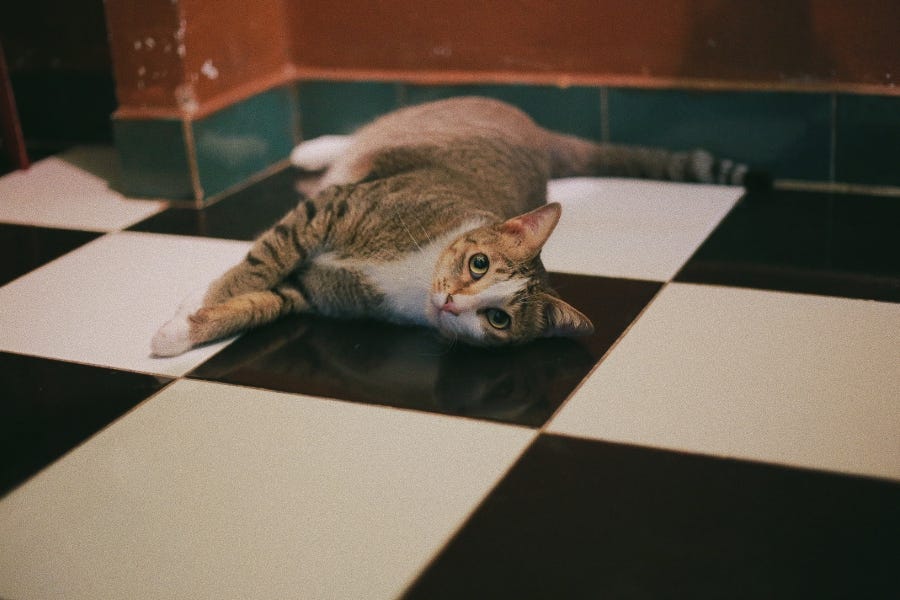 This ultimate Pet-Friendly Flooring Buying Guide will help you find a floor that is both comfortable for pets and resilient to their paws, claws and hooves – while still adding style to your space.