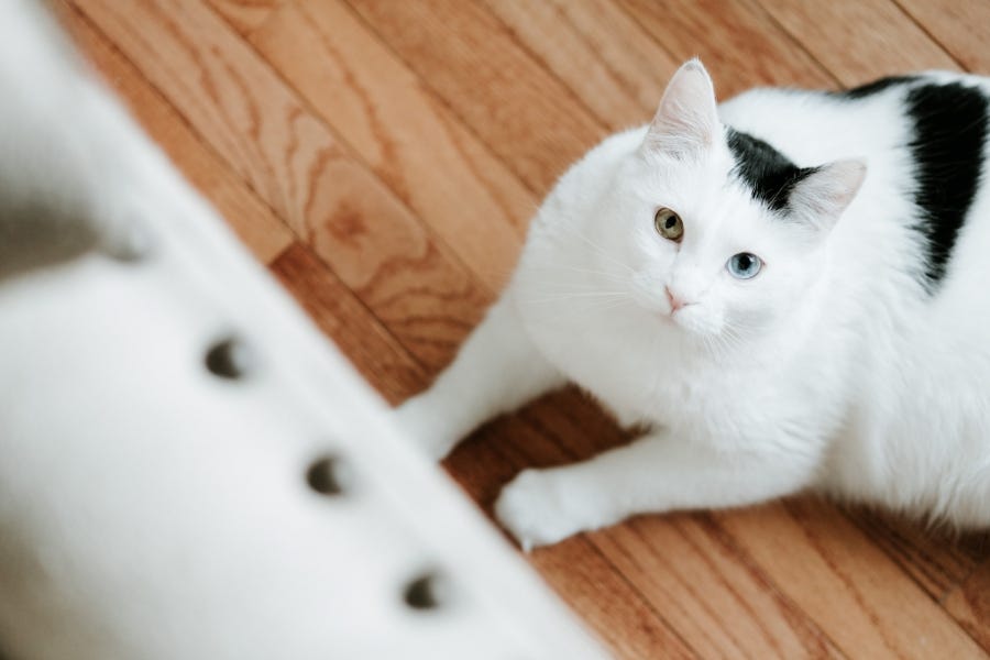 This ultimate Pet-Friendly Flooring Buying Guide will help you find a floor that is both comfortable for pets and resilient to their paws, claws and hooves – while still adding style to your space.