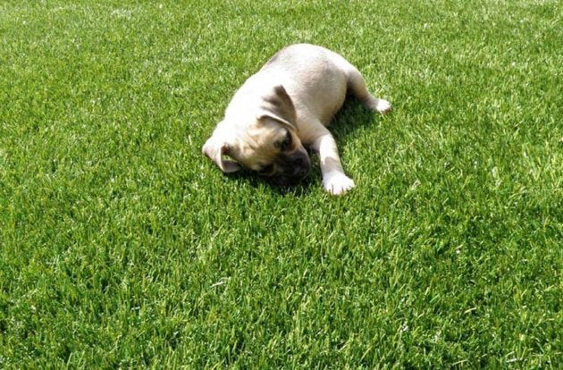 Pet Turf Rolls