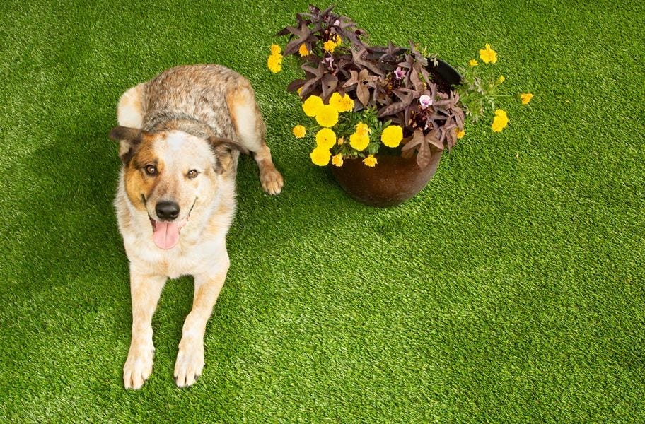 FlooringInc artificial grass infill guide: Dog on pet-friendly turf and infill