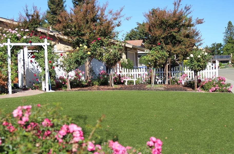 Artificial landscape turf in a front lawn.