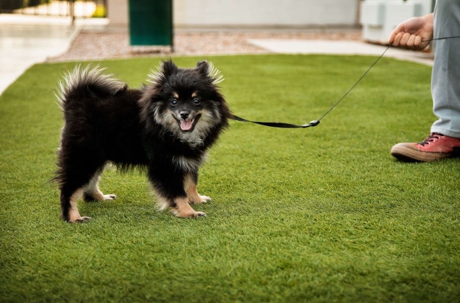 Pet Turf Rolls