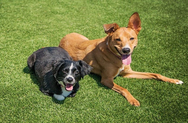 Pet Turf Rolls