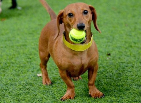 K9 Turf Rolls