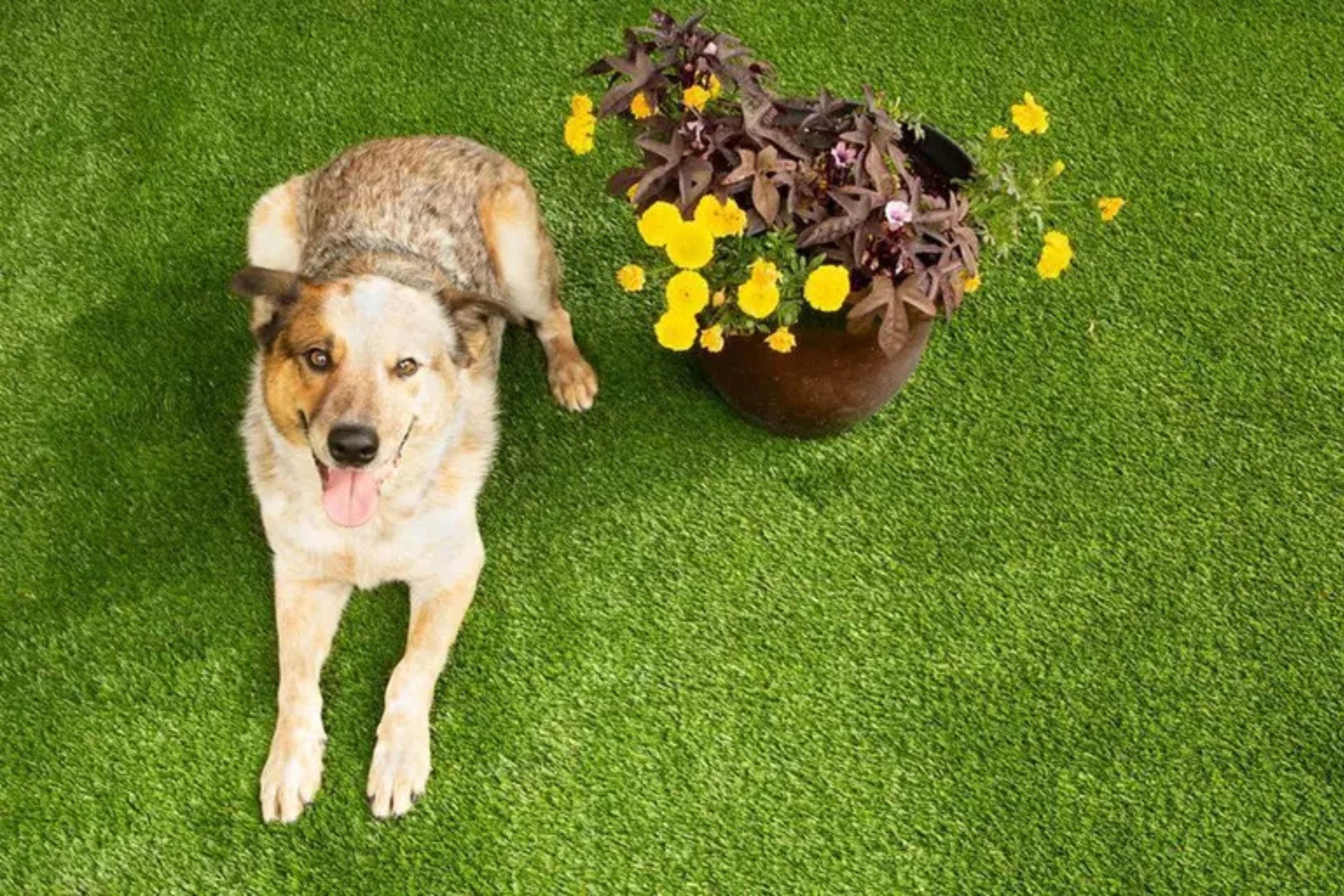 Bow Wow Pet Turf Rolls